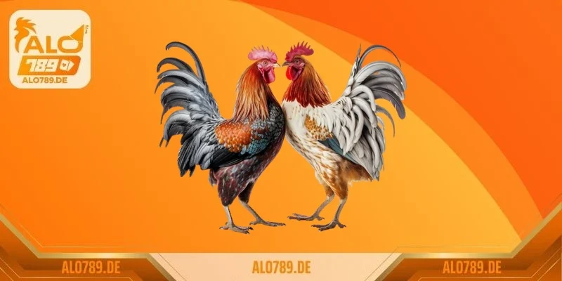 Khuyến mãi và ưu đãi hấp dẫn