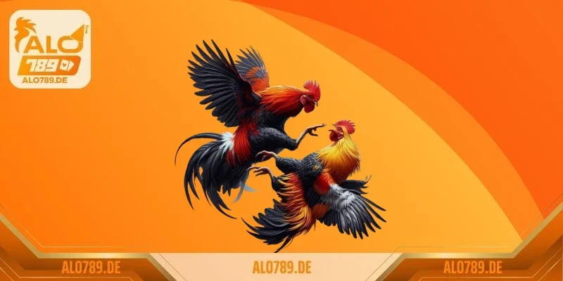 Giới thiệu tổng quan về đá gà S128