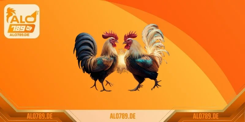 Gà Mỹ (American Gamefowl)