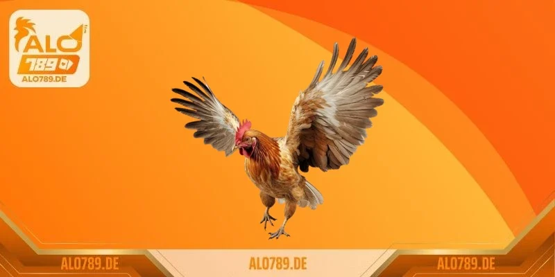 Nâng tầm vị thế đá gà