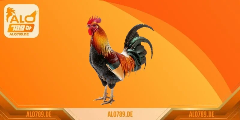 Cách nhận biết gà chọi hay gà lai chuẩn xác cho sư kê và người chơi đá gà