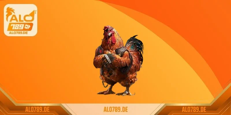 Đá gà cựa sắt Thomo – thiên đường cá cược kịch tính bậc nhất